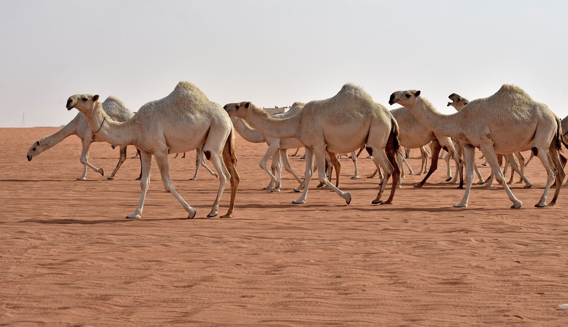 بعد ذبح أعداد من الإبل ..  مخالفة مرشح في مأدبا 