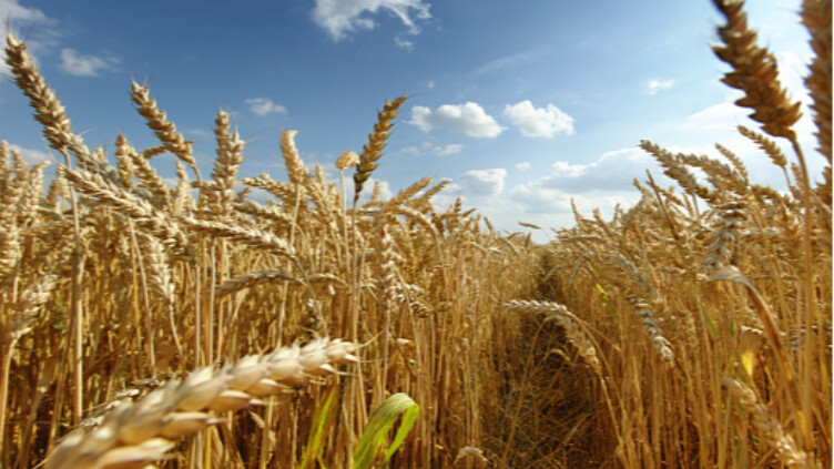 الحكومة تخصص 29 مليون دينار لشراء القمح والشعير من المزارعين