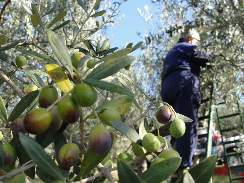 زراعة الوسطية تدعو لعدم التسرع بقطف الزيتون 