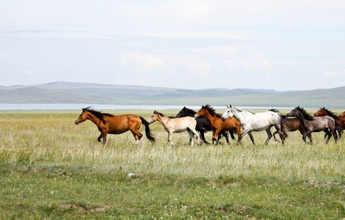 تربية الخيول في أوراسيا بدأت قبل 4200 عام