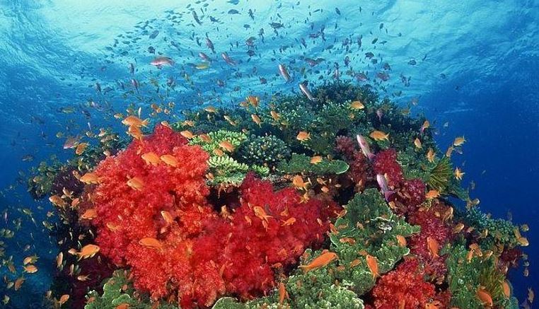دراسة تظهر تباطؤاً في نمو الشعاب المرجانية بالبحر الأحمر