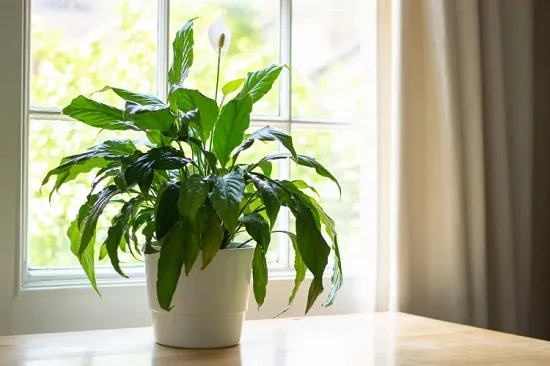 The 6 best plants to plant in front of the door to improve the energy of the house .. including the money tree | A mixture