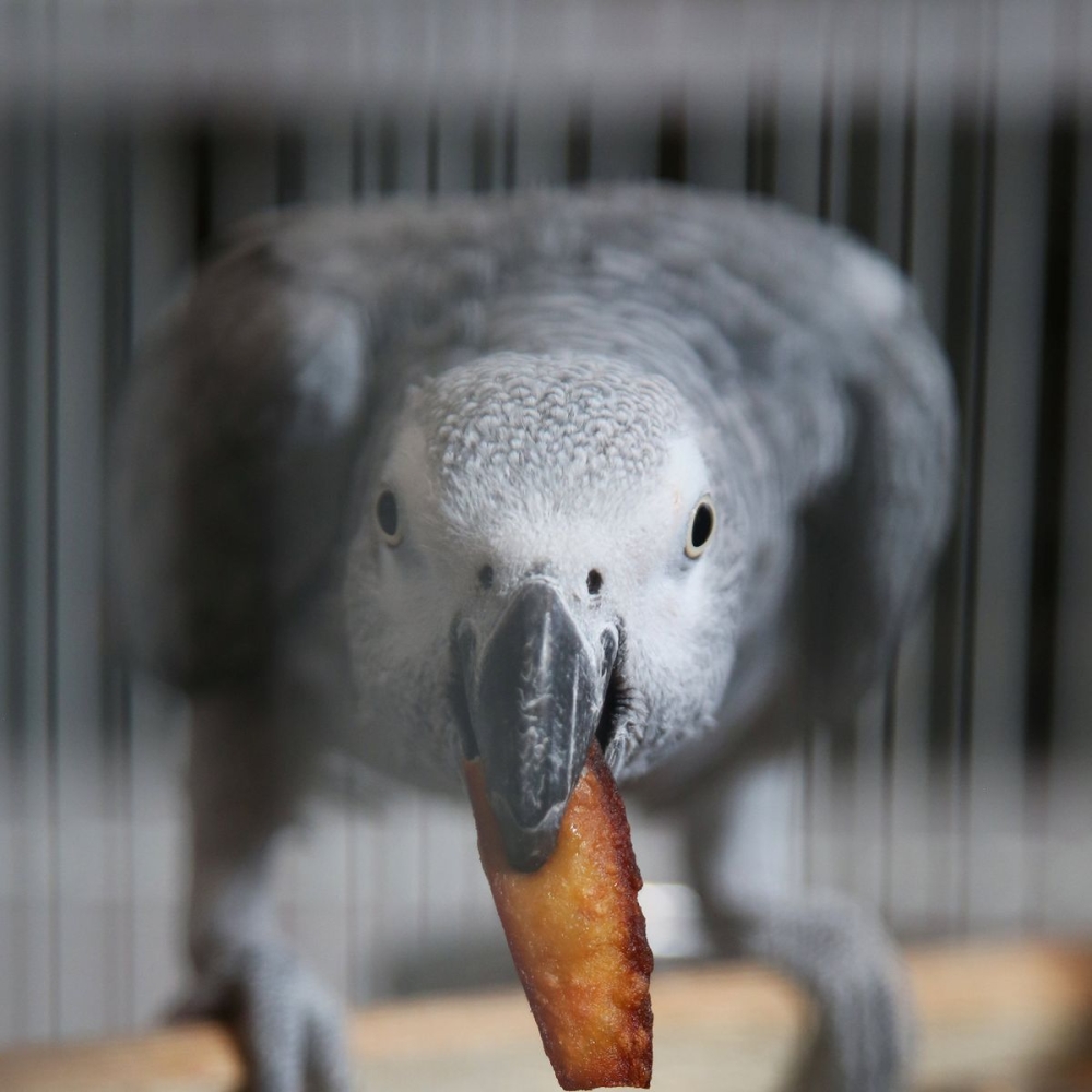 A parrot prevented from watching TV because of its long tongue |  Mix