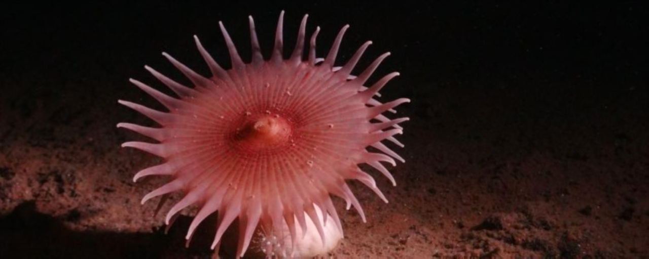 اكتشاف مخلوقات غريبة في أعماق المحيطات