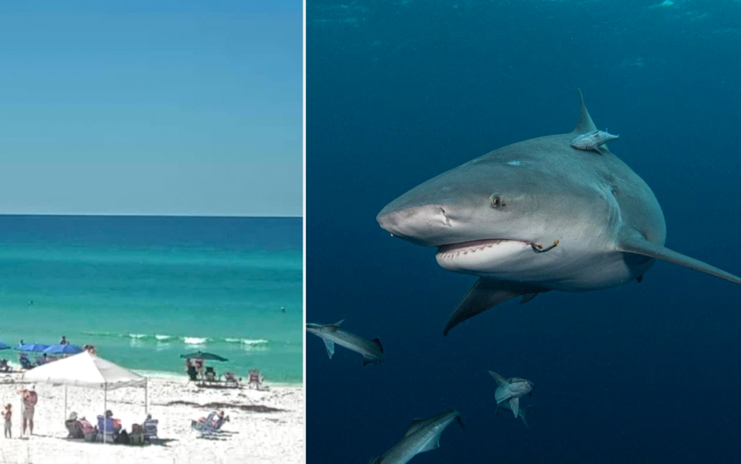 هجمات القرش تضع فلوريدا في حالة تأهب