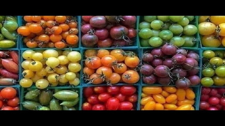 مصادر ألوان الطماطم وخصائصها الغذائية