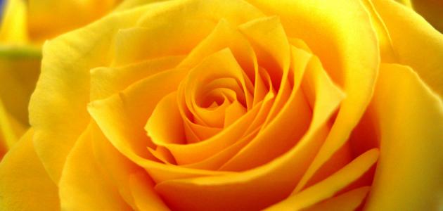 What Does A Yellow Rose Mean Death