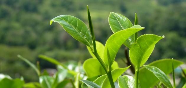 What is the homeland of Ceylon tea |  Mix