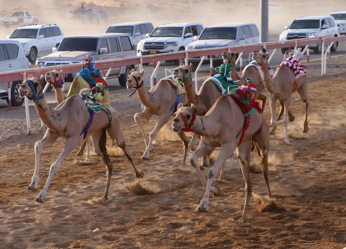 انطلاق منافسات سن الفطامين بميدان الذيد السبت المقبل