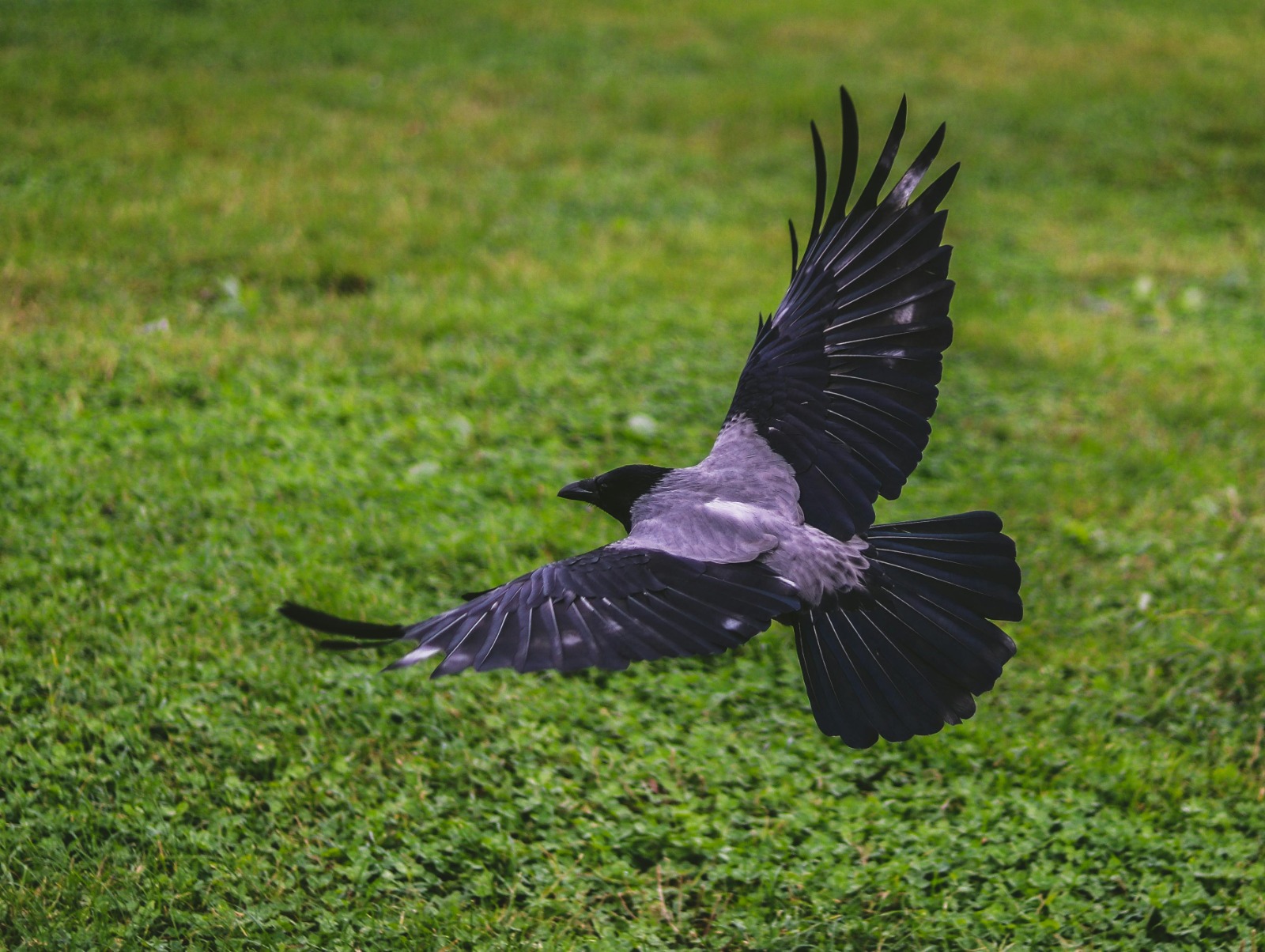 Interpretation of a dream about seeing a crow in a dream Mixed