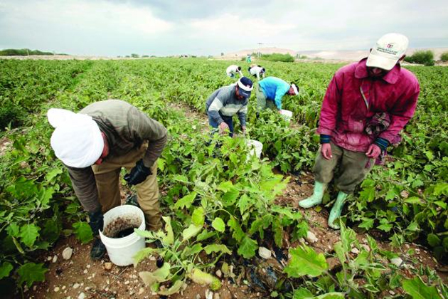 حمارنة: إلزامية إشراك عمال الزراعة بالضمان سيزيد نسبة العازفين عن القطاع 