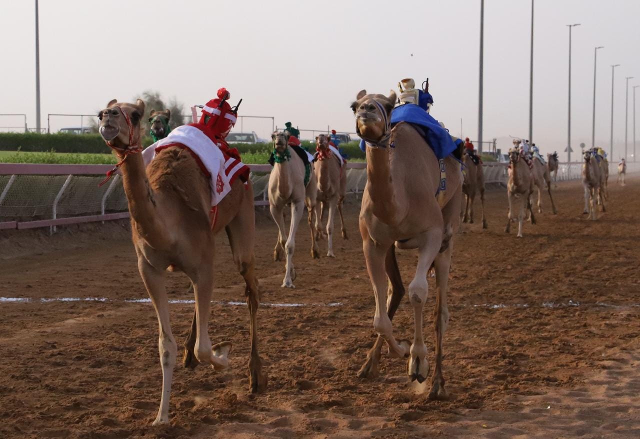 الشارقة للهجن ينظم سباق الفطامين بمناسبة اليوم الوطني لدولة الامارات