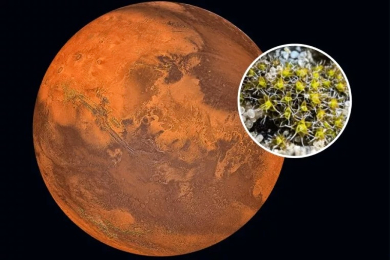 طحالب صحراوية تبشر بالقدرة على استيطان المريخ