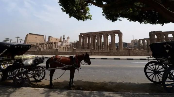 عربات خيول في شوارع مصر مع ارتفاع البنزين