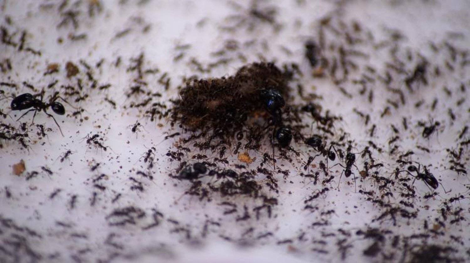 تماما مثل البشر ..  النمل يجري عمليات بتر إنقاذاً للحياة