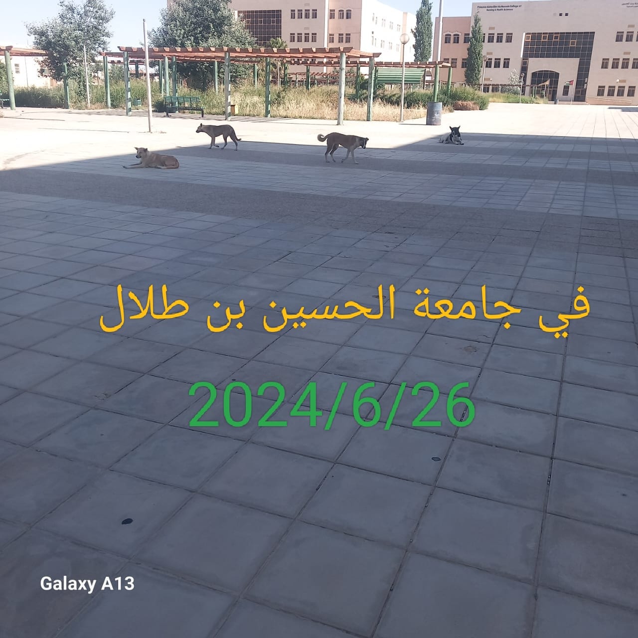 رصد كلاب ضالة في جامعة الحسين بن طلال