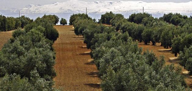 زراعة الوسطية تدعو مزارعي الزيتون لاتخاذ إجراءات للحد من تأثير موجة الحر 